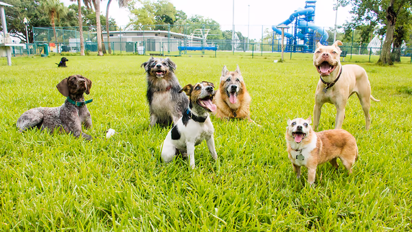 Field of Dogs Dog Park